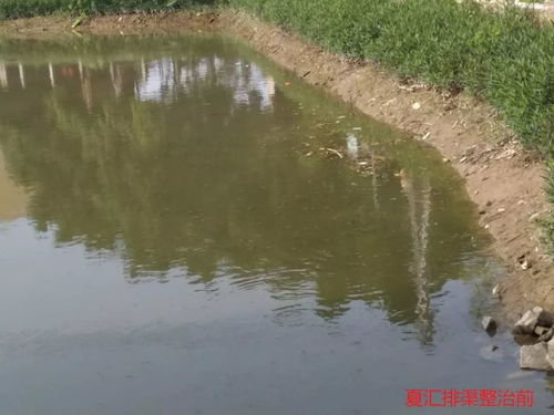 叮 这是东莞水污染治理的答卷，请您阅卷
